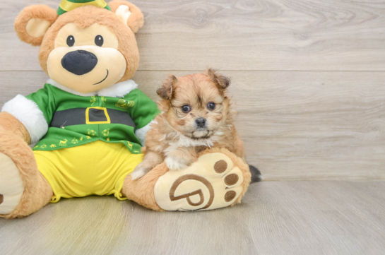 Pomachon Pup Being Cute
