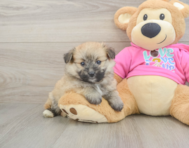 7 week old Pomachon Puppy For Sale - Premier Pups