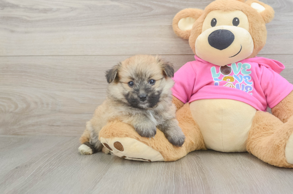 5 week old Pomachon Puppy For Sale - Premier Pups