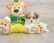 5 week old Pomachon Puppy For Sale - Premier Pups