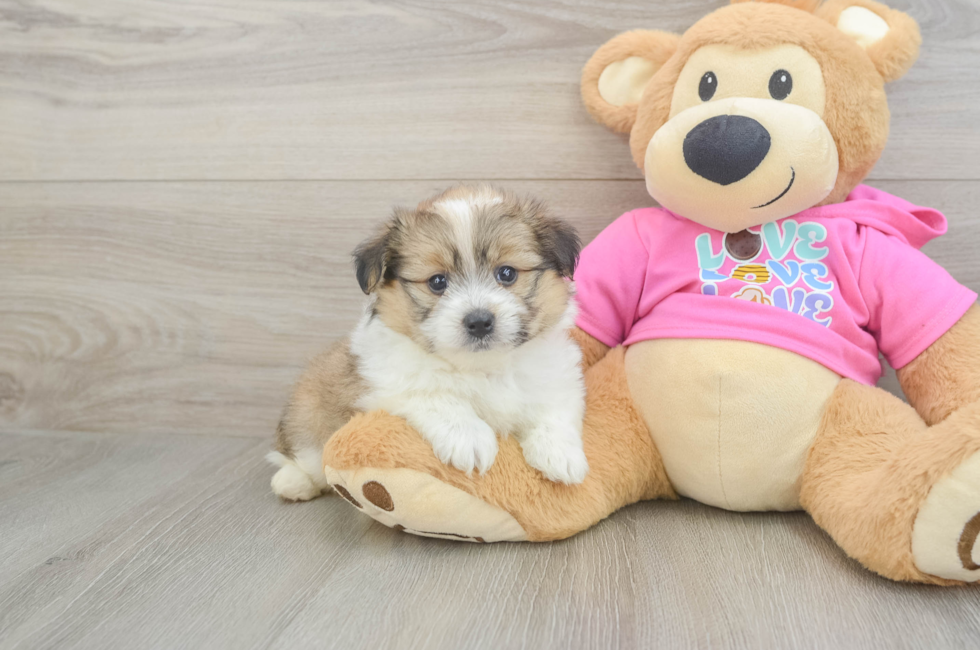 5 week old Pomachon Puppy For Sale - Premier Pups