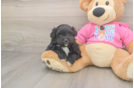 Petite Pomachon Designer Pup