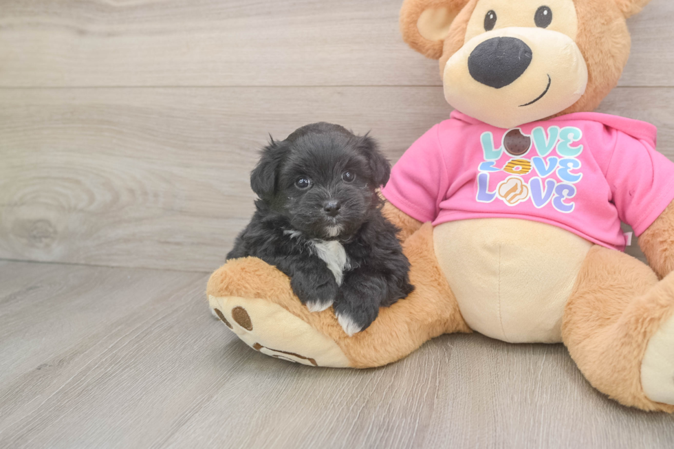 Petite Pomachon Designer Pup
