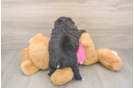 Little Pom Frise Designer Puppy