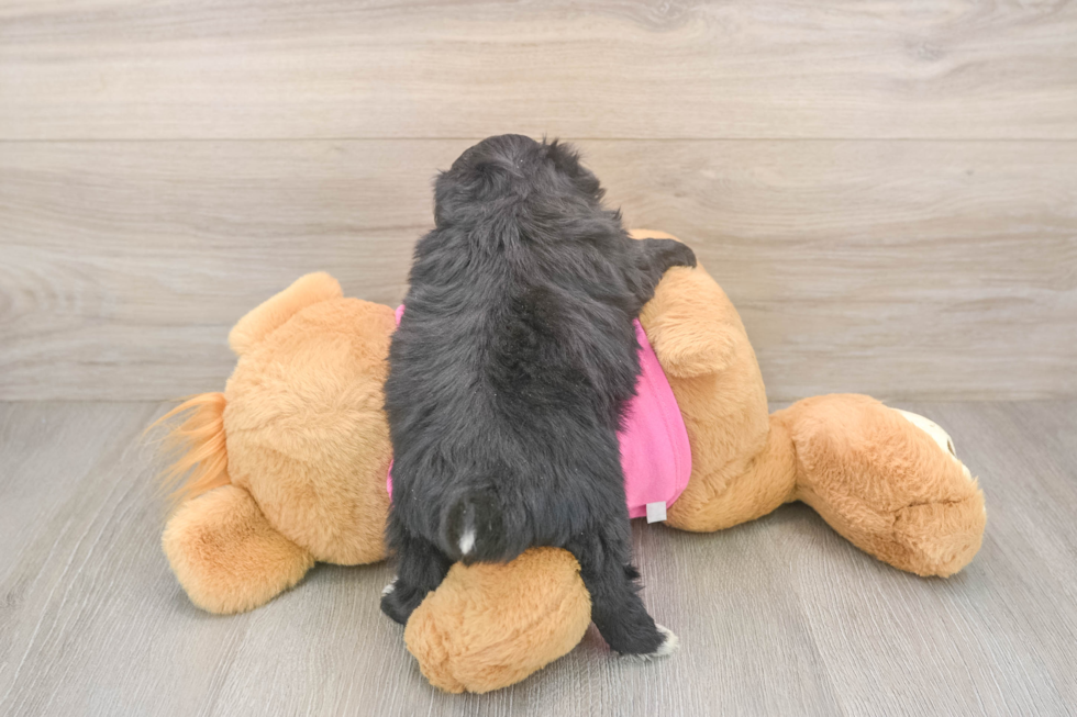 Little Pom Frise Designer Puppy
