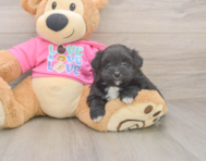 5 week old Pomachon Puppy For Sale - Premier Pups