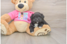 Pomachon Puppy for Adoption