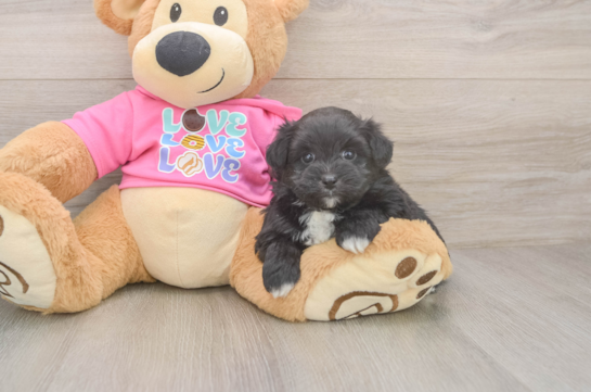 Pomachon Puppy for Adoption