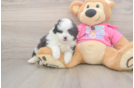 Best Pomachon Baby