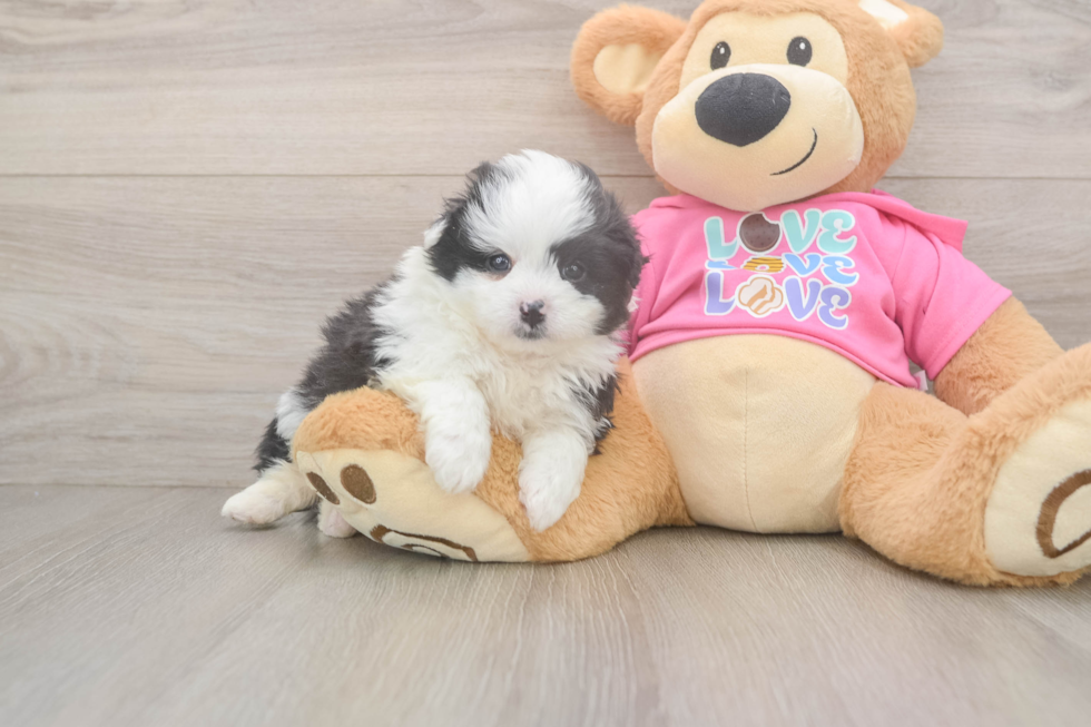 Best Pomachon Baby