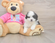 5 week old Pomachon Puppy For Sale - Premier Pups