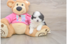 Pomachon Pup Being Cute