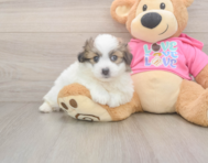 5 week old Pomachon Puppy For Sale - Premier Pups