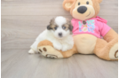 Petite Pomachon Designer Pup