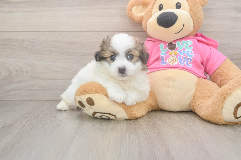 5 week old Pomachon Puppy For Sale - Premier Pups