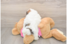 Pomachon Puppy for Adoption