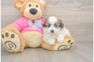 Pomachon Pup Being Cute