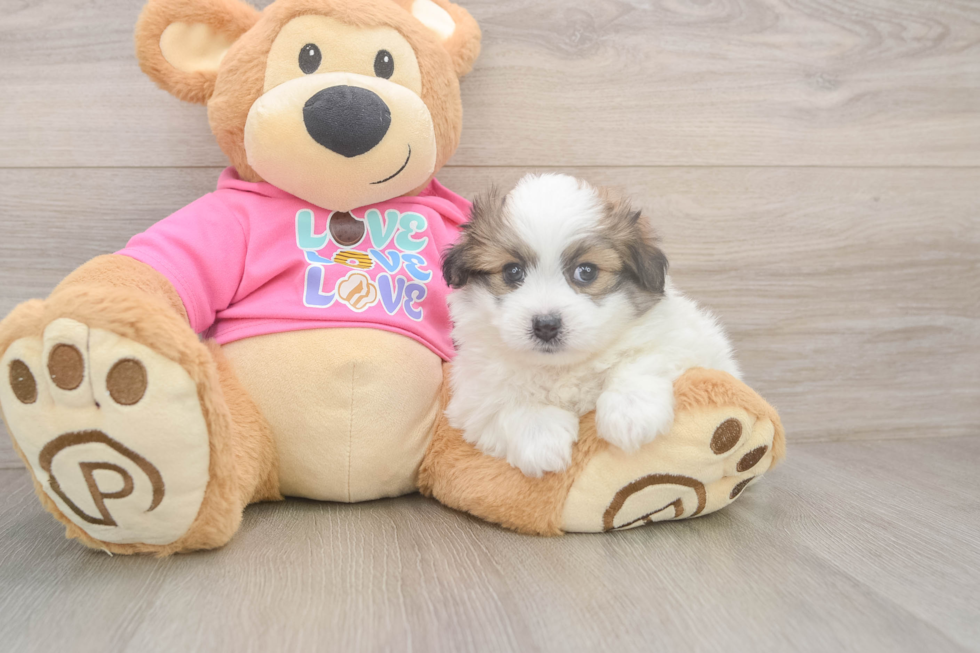 Pomachon Pup Being Cute
