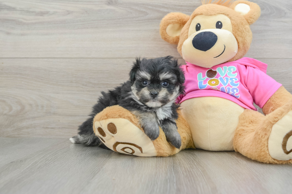 5 week old Pomachon Puppy For Sale - Premier Pups