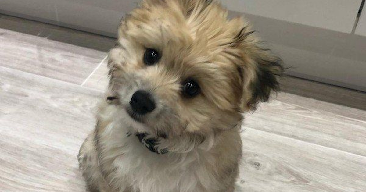 Pomachon Puppies For Sale Exclusive Designer Puppies