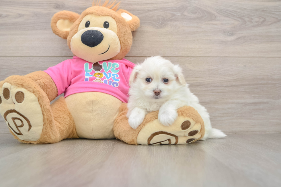 Pomachon Pup Being Cute