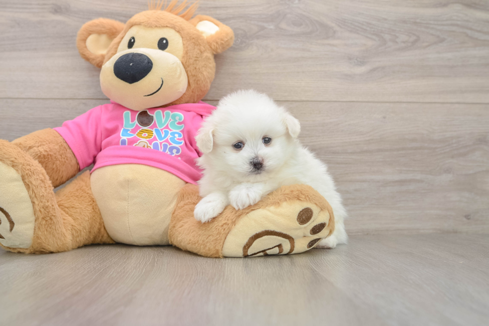 Pomachon Puppy for Adoption