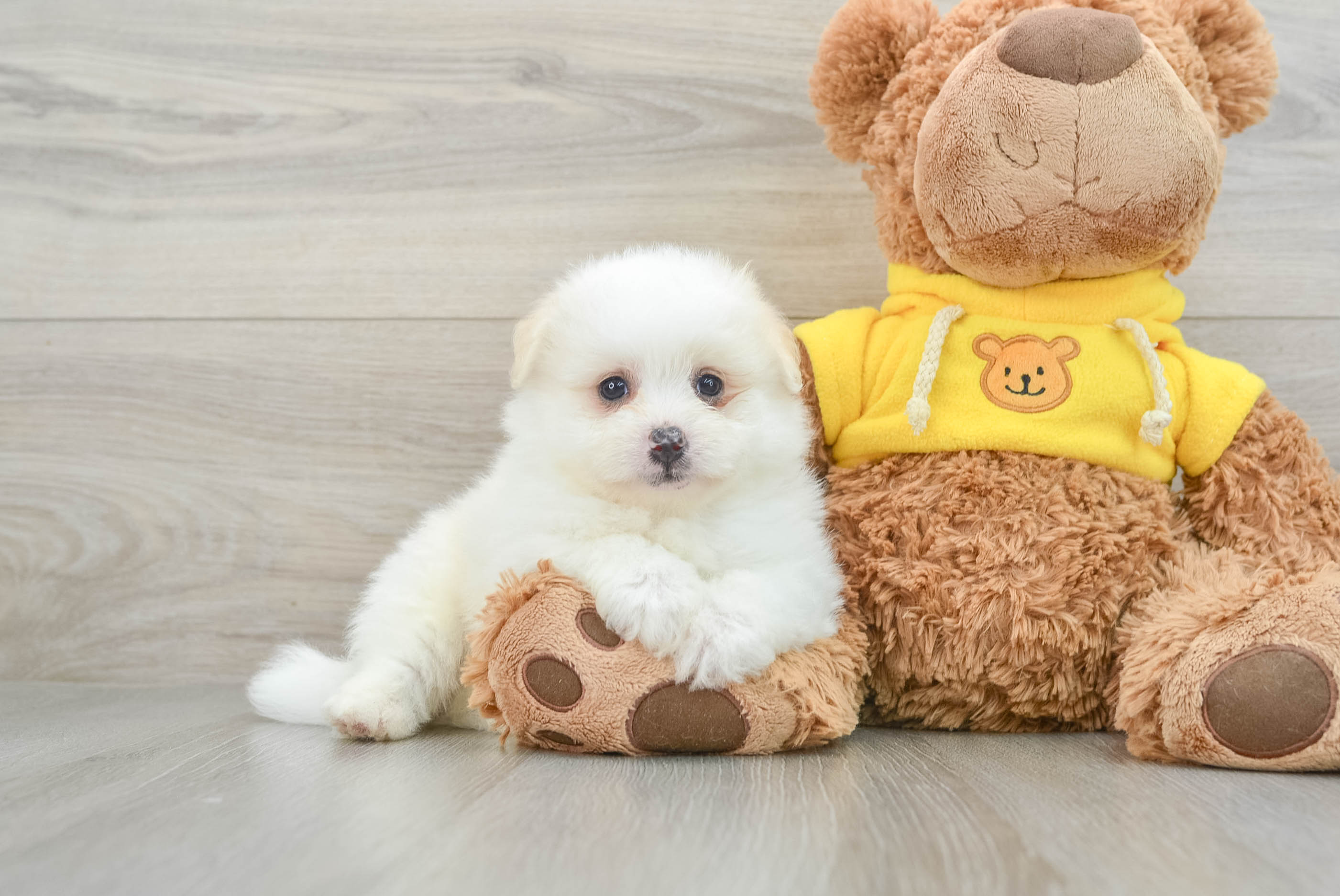 Funny Pomachon Designer Pup
