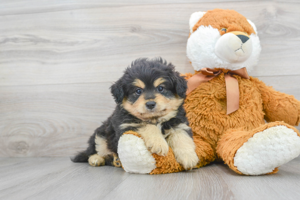 Fluffy Pomapoo Poodle Mix Pup