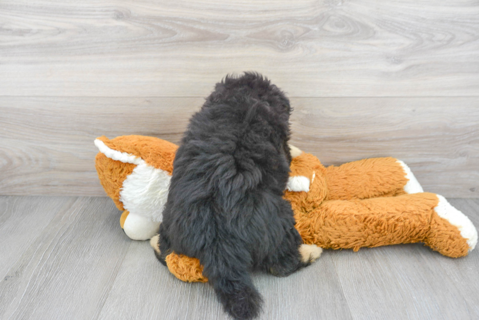 Adorable Pomapoo Poodle Mix Puppy