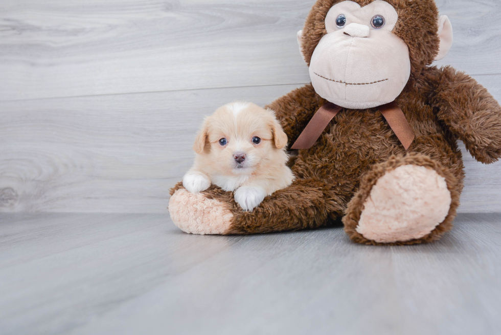 Little Pomapoo Poodle Mix Puppy