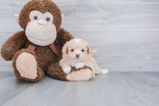 Playful Pomapoo Poodle Mix Puppy