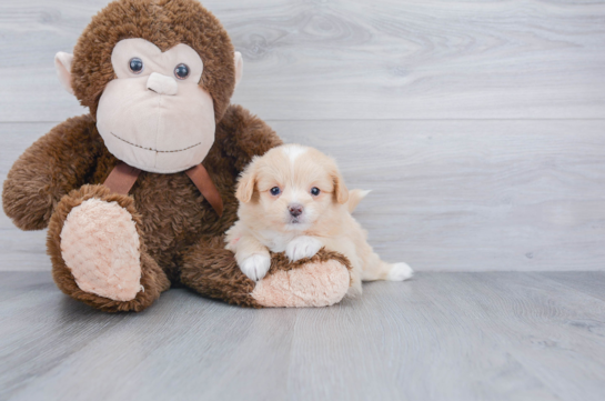 Playful Pomapoo Poodle Mix Puppy