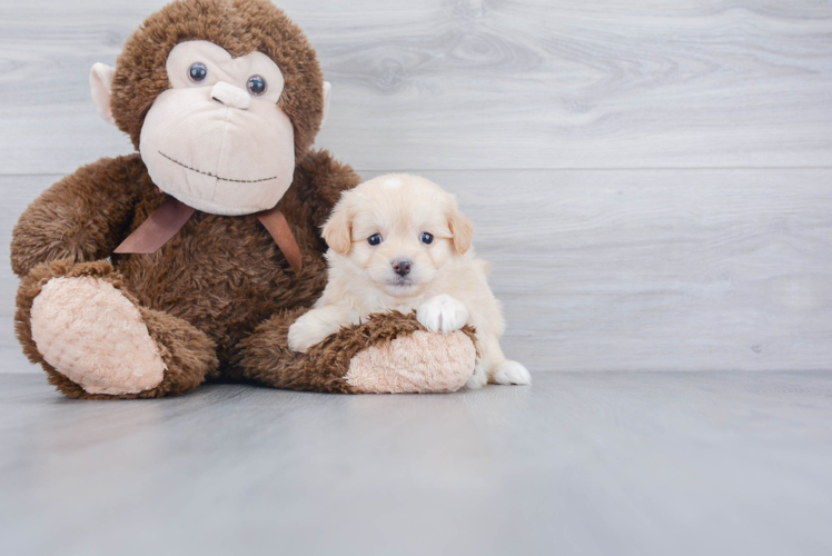 Pomapoo Pup Being Cute