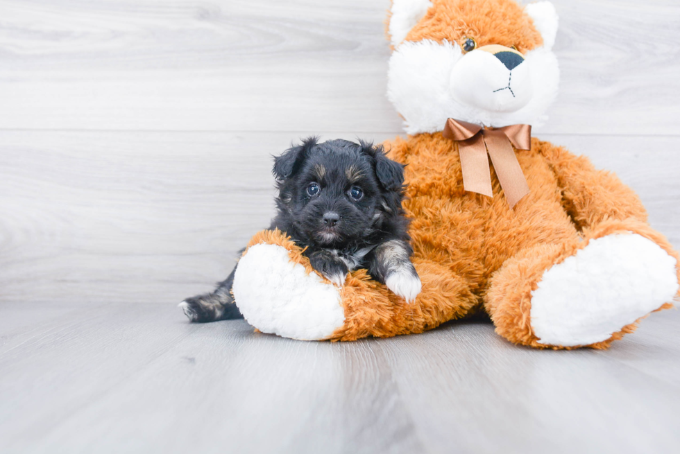 Friendly Pomapoo Baby