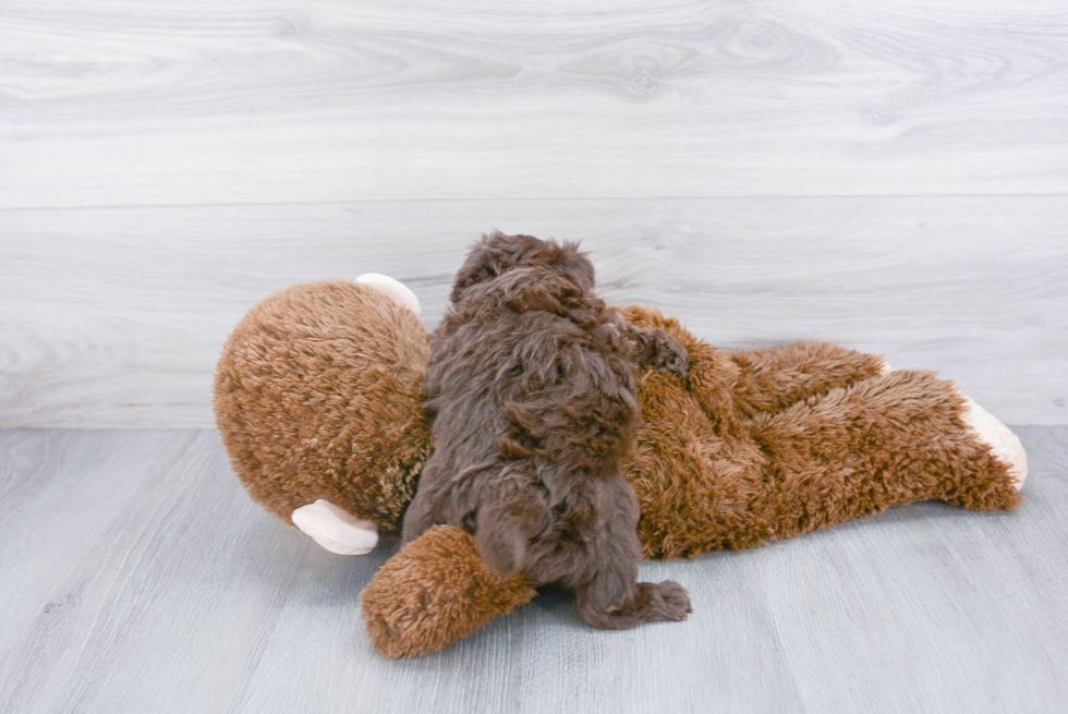 Playful Pomapoo Poodle Mix Puppy