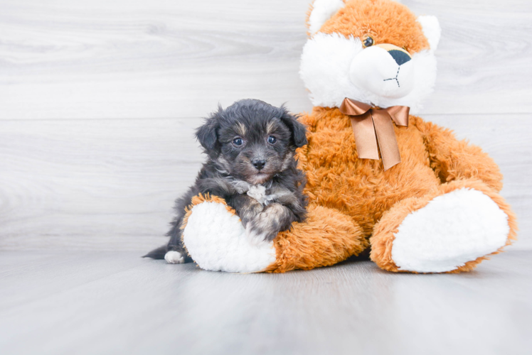 Hypoallergenic Pomapoo Poodle Mix Puppy