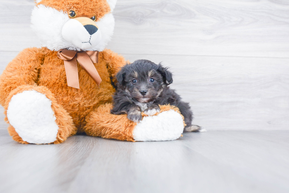 Fluffy Pomapoo Poodle Mix Pup