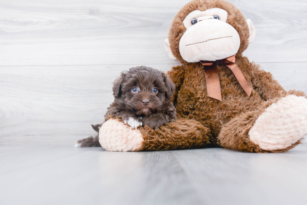 Petite Pomapoo Poodle Mix Pup