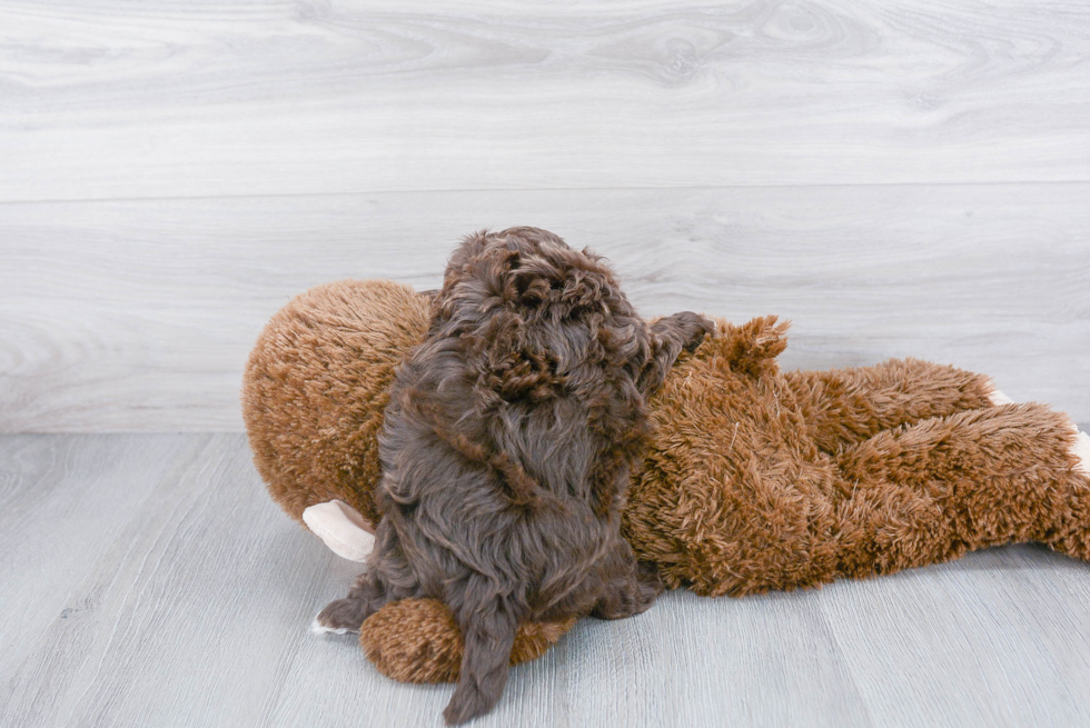 Popular Pomapoo Poodle Mix Pup