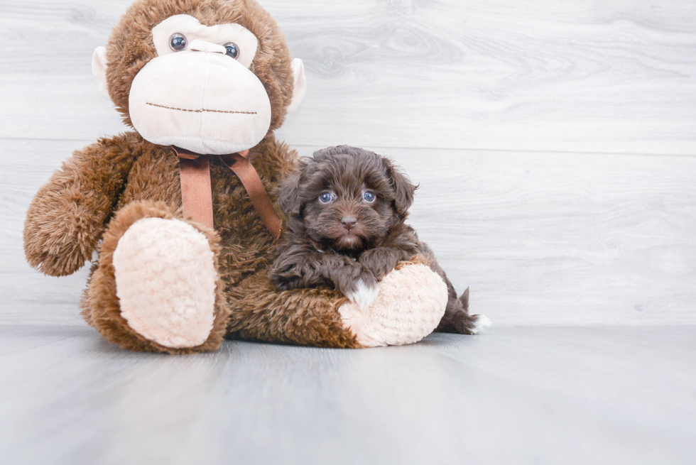 Pomapoo Pup Being Cute