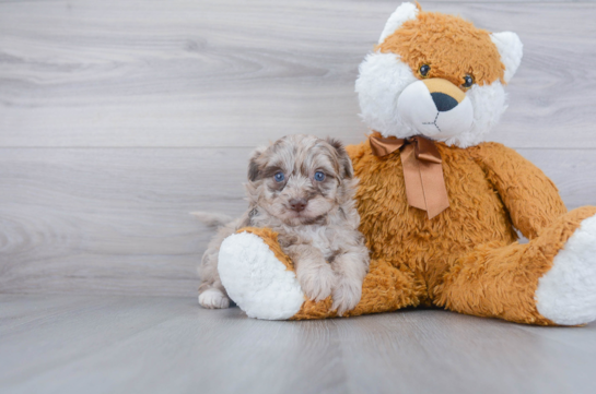 Funny Pomapoo Poodle Mix Pup