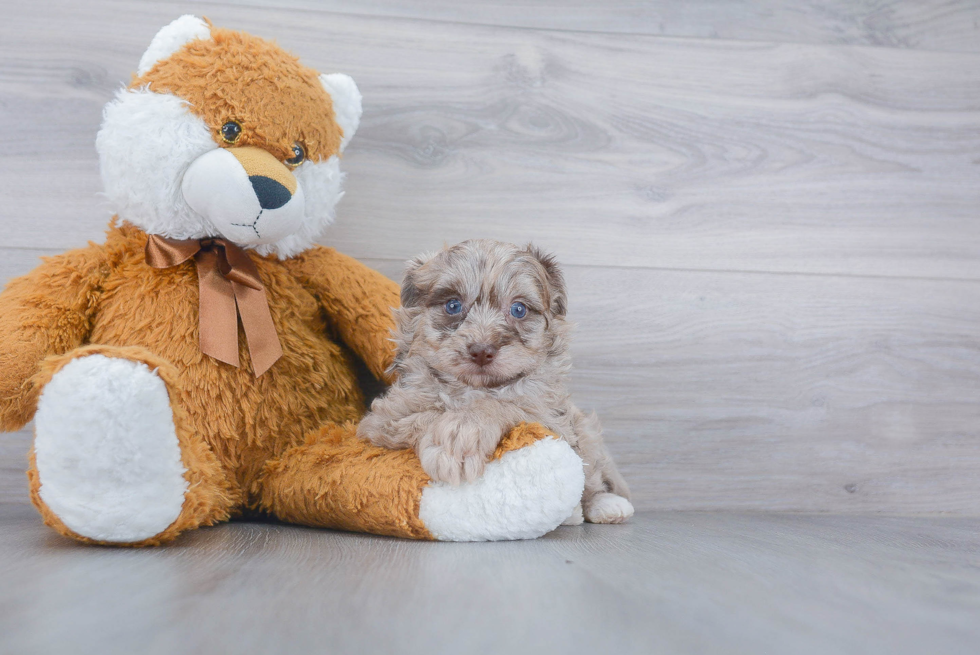 Pomapoo Pup Being Cute