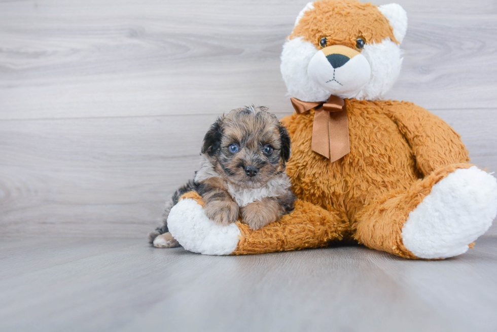 Happy Pomapoo Baby