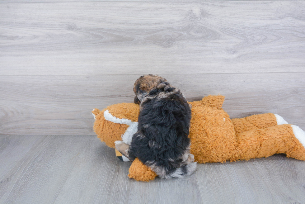 Pomapoo Puppy for Adoption