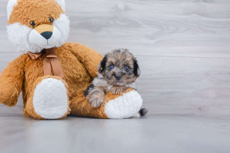 Adorable Pomapoo Poodle Mix Puppy