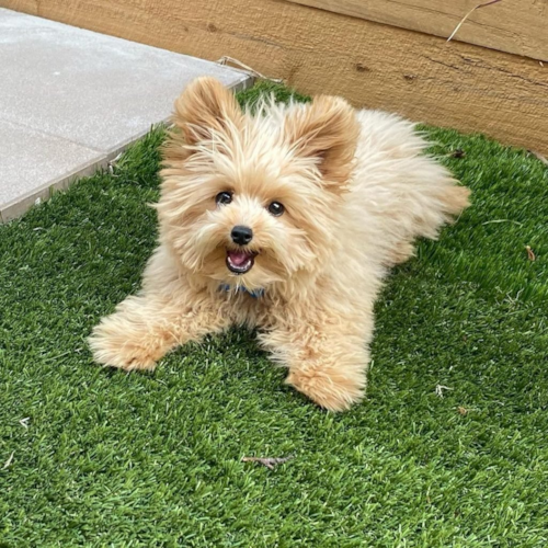 Cream Pomapoo with raised ears