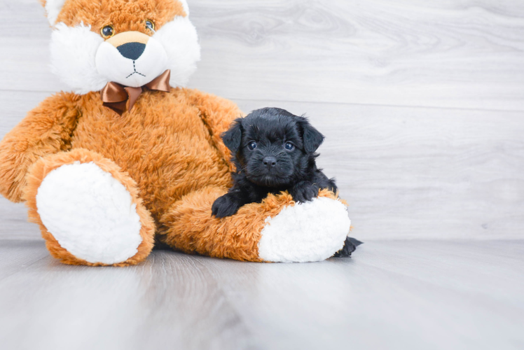 Petite Pomapoo Poodle Mix Pup