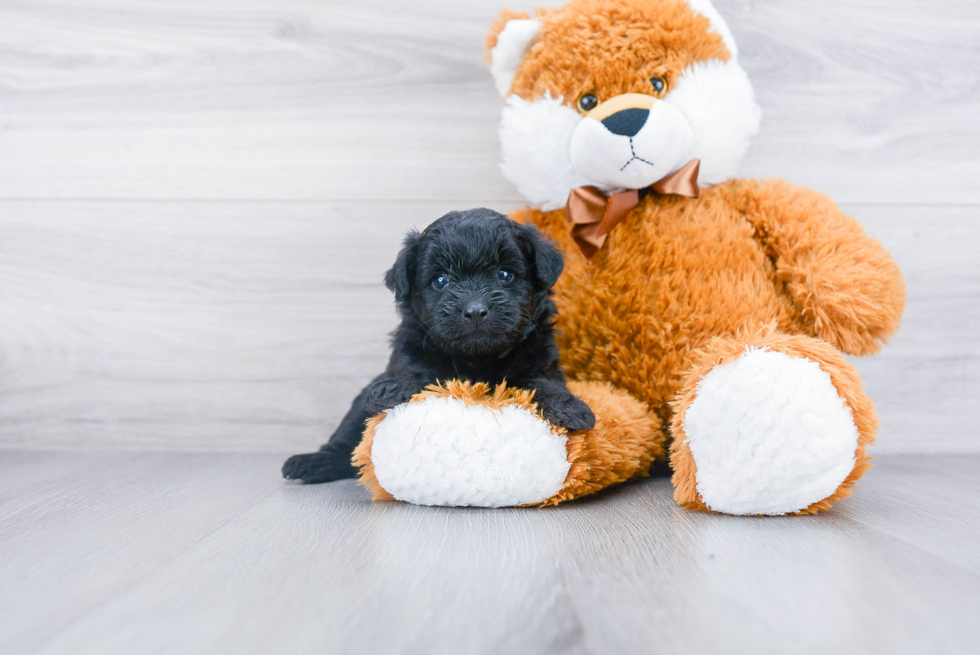 Fluffy Pomapoo Poodle Mix Pup