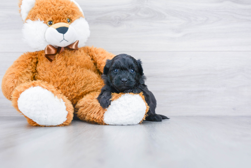 Energetic Pomapoo Poodle Mix Puppy