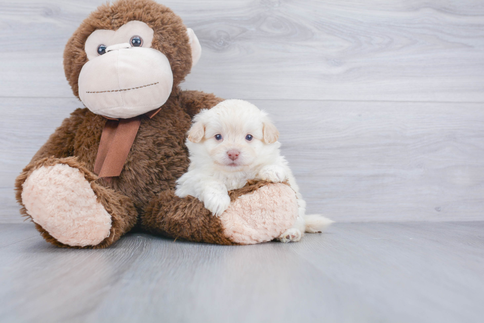 Funny Pomapoo Poodle Mix Pup